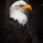 毛片免费观看永久 3kityhw