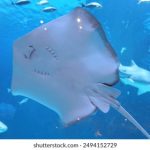 日本美国免费观看三级片 byy0hiuns5