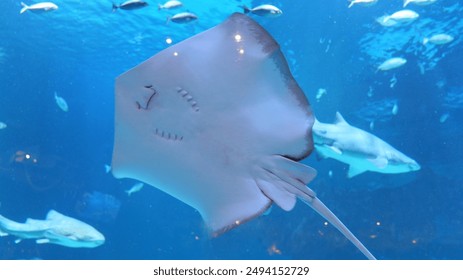 日本美国免费观看三级片 日本美国免费观看三级片