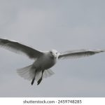 晚上你懂网址2019 orwvp