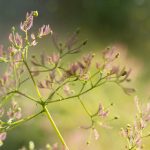 免费看无码特级毛片 vv8msb3s