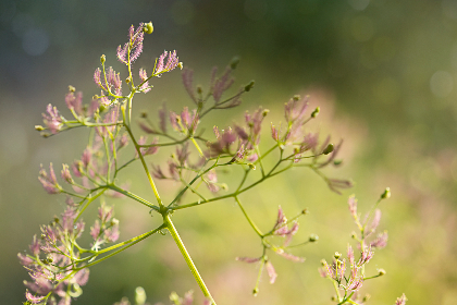 免费看无码特级毛片 免费看无码特级毛片