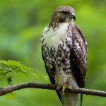 免费网站日本片永久免费观看 z20ssr