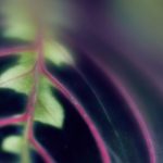 toptoon app:探索最佳漫画阅读体验,尽享精彩故事与创作! 5t0khvq23