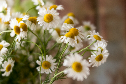 伦理版H人猿泰山:探讨人性与野性的深层交融与冲突 伦理版H人猿泰山:探讨人性与野性的深层交融与冲突